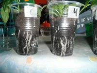 DSCF7555.webp