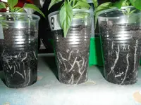 DSCF7556.webp