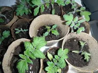 DSCF7559.webp