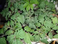 DSCF7560.webp
