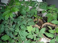 DSCF7561.webp