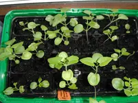DSCF7553.webp