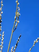 CIMG6782.webp