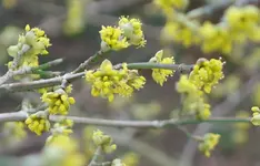 Kornelkirschenblüten.webp