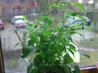 Cashmiri Mirch (2).webp