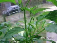 Cashmiri Mirch.webp