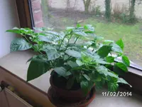 Trinidad Scorpion Bonchi.webp
