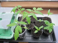 IMG_2024a.webp
