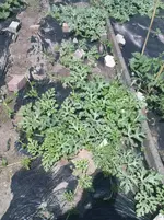 DSC00933.webp