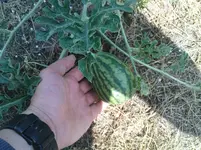 DSC00961.webp