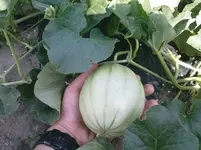 DSC00962.webp