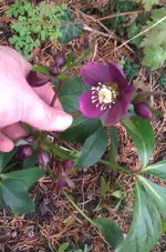 IMAG1691.webp