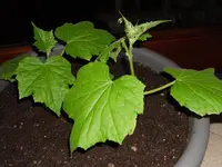 SAM_1855.webp