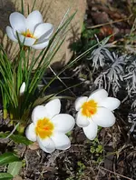 DSC_8174_3_Krokusse.webp