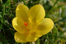 DSC_8188_gelber_Krokus.webp