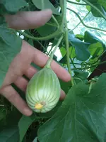 DSC00960.webp