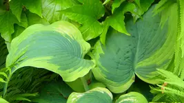 DSCN2884.webp