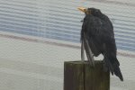 Amsel.jpg