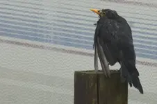 Amsel.webp