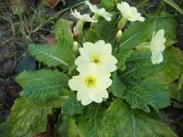 CIMG5124.webp
