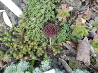 CIMG5156.webp