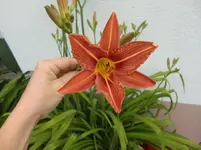 CIMG6968.webp