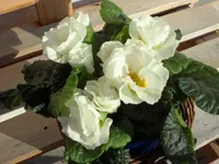 SAM_2980.webp