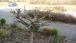 K800_Frühling 2014 002.webp