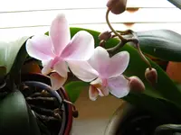 DSCN6617.webp