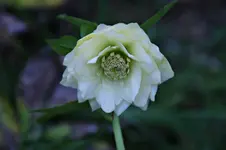 DSC00849.webp