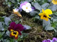 Hornveilchen4.webp