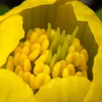 Winterling 2.webp