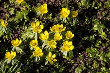 Winterling 3.webp