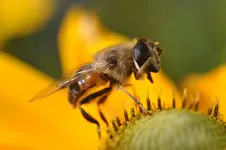 Makro.webp