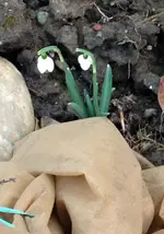 Schneeglöckli1.webp