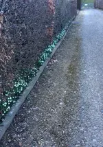 Schneeglöckli2.webp