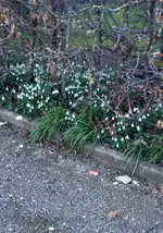 Schneeglöckli4.webp