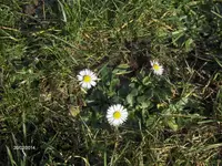 HPIM0226.webp