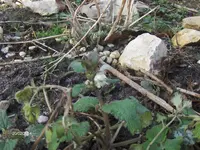HPIM0230.webp
