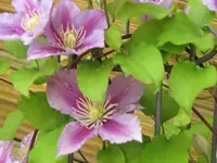 030.webp