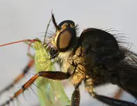 DSC_6486_Raubfliege_friSt_Blattlaus.webp