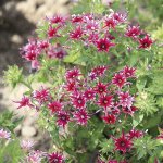 es122-phlox-petticoat-strain-600.jpg