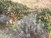 SAM_2998.webp