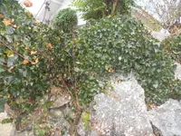 SAM_2996.webp