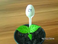 C1 Fatalii White.webp