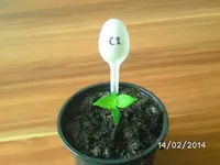 C2 Habanero Pastel.webp