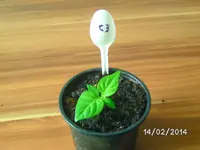 C3 Habanero El Remo.webp