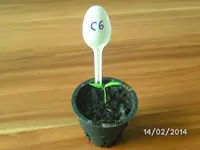 C6 Antillais Caeibian Habanero.webp