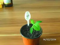 C7 Lemon Drop.webp