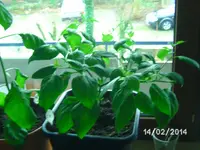C8 Rocoto Grandis.webp